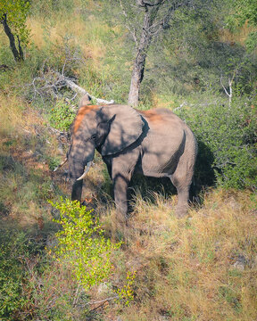 Aerial View of an elephant at Balule Nature Reserve, Maruleng NU, Limpopo, South Africa.