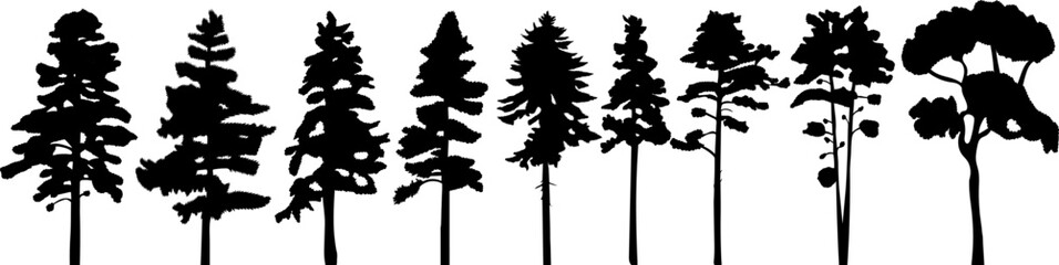pine tree silhouette, fir tree set design vector isolated