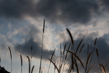 Fototapeta premium selective focus on the reed flower silhouettes in under exposure