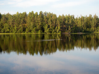 Fototapeta na wymiar landscape with birds on a forest lake