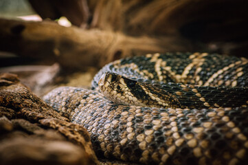 Eastern diamondback rattlesnake (Crotalus adamanteus)