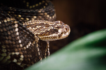 South American rattlesnake (Crotalus durissus) with tongue out