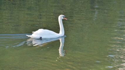 Schwan