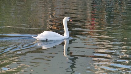 Fototapeta premium Schwan