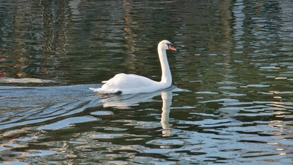 Schwan