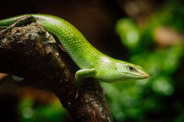 Emerald tree skink (Lamprolepis smaragdina)