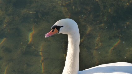 Schwan