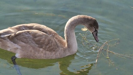 Junger Schwan schwimmt im See