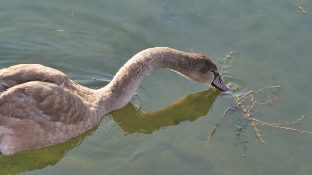 Junger Schwan schwimmt im See