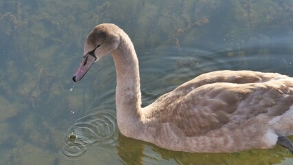 Junger Schwan schwimmt im See