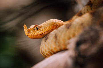 Fototapeta premium European nose-horned viper (Vipera ammodytes)