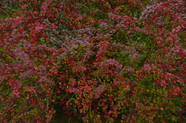 red and green leaves