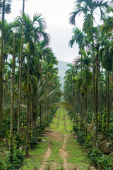 Obraz premium Betel nut plantation in Mudigere, India.