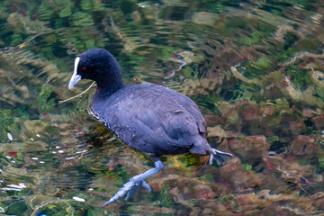 Obraz premium Coot bird swimming in Lake Taupo, New Zealand