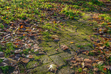 Scenic closeup of a stone path covered with fallen autumn leaves. Some sunbeams hit the bottom. Autumn has really started now.