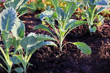 Kale cabbage seedlings. Tuscan kale or black kale plant. Winter cabbage also known as italian kale or lacinato growth in row. Ogranic cabbage mediterranean garden