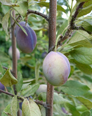 close-up plum tree and ripe plums standing on it,plum tree and fruits,