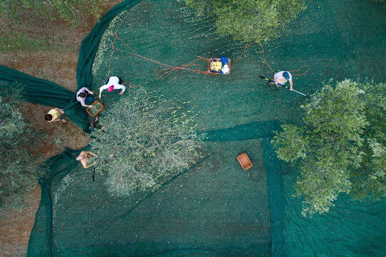 Pula, Croatia - 23 October 2022: Aerial view of people picking olives during the harvesting season, ready for making olive oil.