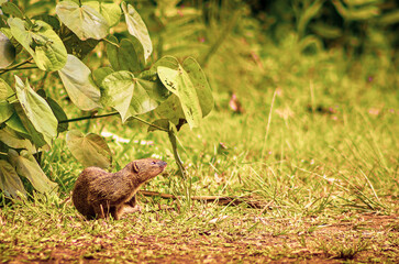 Mongoose no seu meio ambiente.