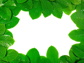 Green tropical leaves are placed on a white background with part of the leaf layout and copy space in the center.