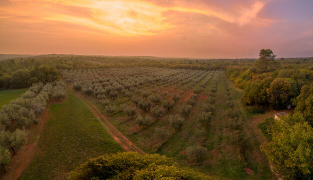 Aerial view of olive grove field in southern Istria in Croatia at sunset.