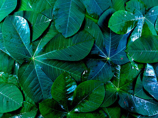 Creative tropical leaf backgrounds with dark and cool color tones
