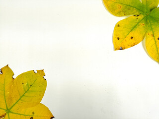 Autumn leaves are placed on a white background with part of the leaf layout and copy space.