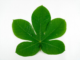 Tropical leaves are green in isolation on a white background.