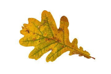 Autumn oak leaf on white background
