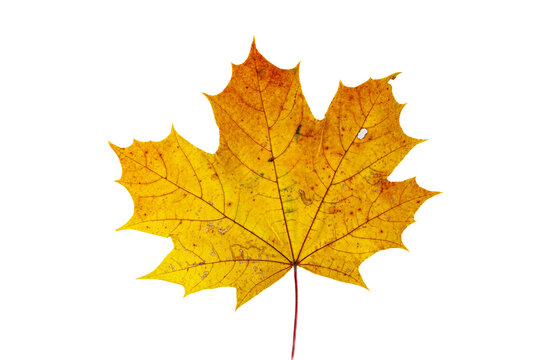 Autumn maple leaf on white background