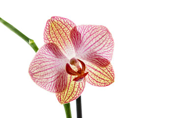 A pink phalaenopsis orchid flower - obrazy, fototapety, plakaty