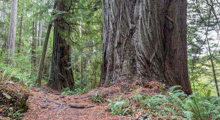 old trunk, Prairie Creek Redwoods State Park, California, USA