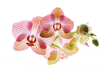 Fototapeta na wymiar A pink phalaenopsis orchid flower