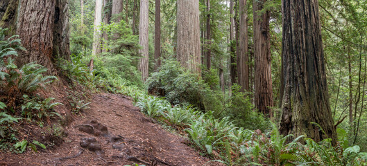 walking trail in the redwood forest, Prairie Creek Redwoods State Park, California, USA
