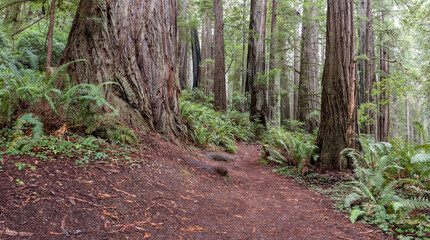 path in the redwood forest, Prairie Creek Redwoods State Park, California, USA