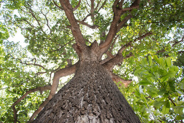 Tree branches