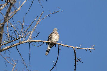 Brown Pigeon sitting on tree