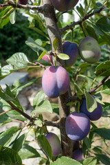 close-up plum tree and ripe plums standing on it,plum tree and fruits,