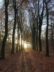 Foto auf Leinwand forest, fall, leaves, dog, echten, netherlands,  © A