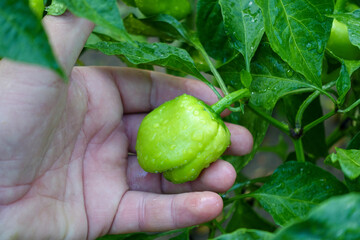 there are natural bell peppers, bell pepper plants and lots of peppers in the garden,