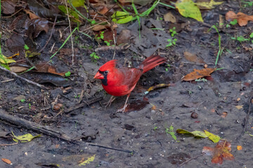 northern cardinal - Cardinalis cardinalis - it is also known colloquially as the redbird, common cardinal, red cardinal, or just cardinal