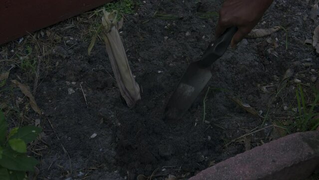 Woman planting sugar cane in soil