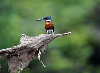 The Amazon kingfisher (Chloroceryle amazona) is a resident breeding kingfisher in the lowlands of...