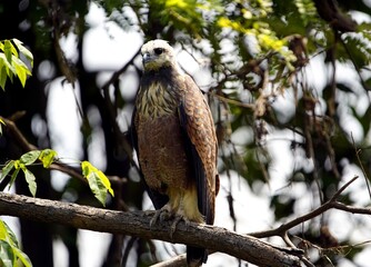 The Black-collared Hawk (Busarellus nigricollis) is a species of bird of prey in the Accipitridae...