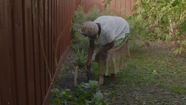Woman planting sugar cane in garden