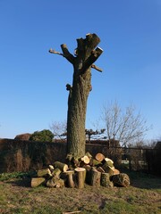 Vertical of a sawed off tree with log piles under it against a blue sky - obrazy, fototapety, plakaty