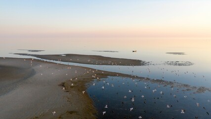 Aerial of a flock of birds flying above the sea and the beach during sunset
