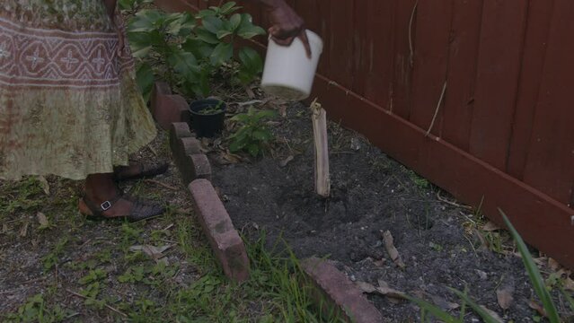 Woman watering planted sugar cane