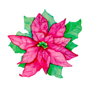 Watercolour Poinsettia branch isolated illustration on white background Hand painted Christmas clip art for design or print