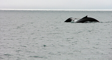2 baleines à l horizon